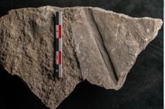 Foto (Detailansicht) von Taeniopteris moravica Ettingshausen (NHMW-GEO-2024-0188-10930)